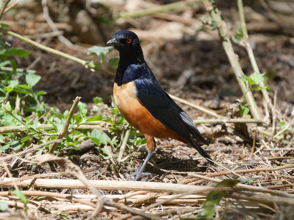<h3><a href="/trips/tanzania/biota/animalia/chordata/aves/040 passeriformes/105 sturnidae/lamprotornis hildebrandti/lamprotornis hildebrandti-nl.html">Lamprotornis&nbsp;hildebrandti</a> / Hildebrandt's&nbsp;starling / Hildebrandts&nbsp;glansspreeuw</h3>OM-1 Mark II met OLYMPUS M.150-400mm F4.5 TC, 1/2000 sec  bij F5.6, ISO 2500, afstand 8.36&nbsp;m
